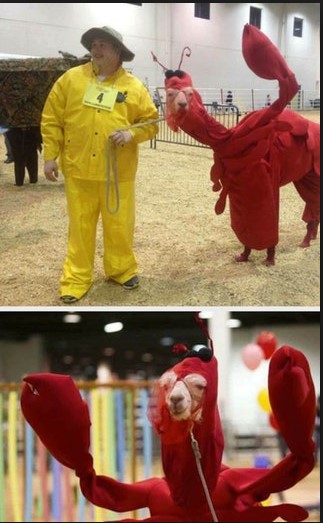 llama in lobster costume.jpg