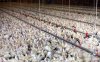 huhn.jpg