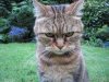 kleinepause.4mal.de-lustige-katzen-6-13.preview.jpg