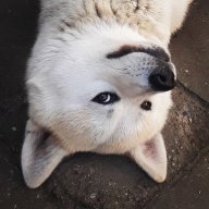 Huskyta