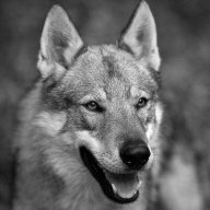 Werwolf