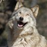 EinWolfi