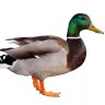 McLurr
