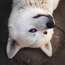 Huskyta