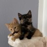 maskmops