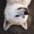Huskyta