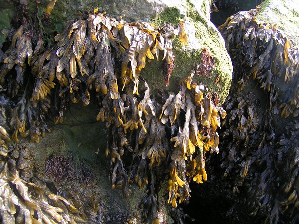 Seaweed_600.jpg