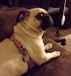 06BitII.gif